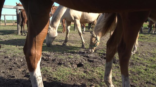 Quarter Horses walking outdoors in Argentine horse ranch