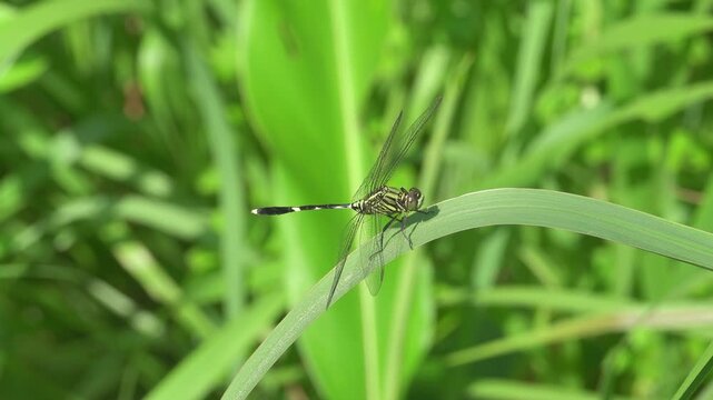 Dragonfly from Borneo Island, tropical rain forest. January