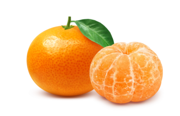 みかんのイラスト リアル ミカン