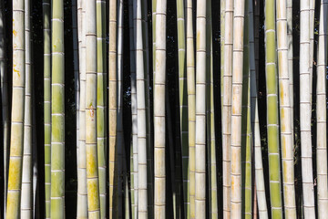 Bamboo stems green and brown creating vertical lines nature pattern