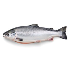 Obraz premium Fresh Raw Salmon Fish Isolated on White Background for Culinary Use
