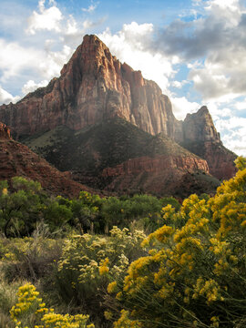 The Watchmen, one of the iconic peaks in Zion National Park in Utah, with the yellow flowers of Rabbitbrush in bloom in the foreground.