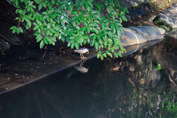 A Black-crowned Night Heron by the Water