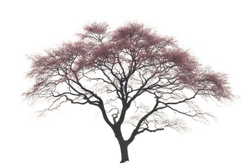 Obraz premium vector tree silhouette