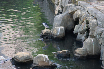 Night Herons by Calm Urban Stream with Stepping Stones and Reflections in Hong Kong City