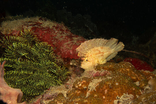 Awesome Leaf scorpionfish, Taenianotus triacanthus, or paperfish, shot at a Puerto Galera coral reef in the Philippines
