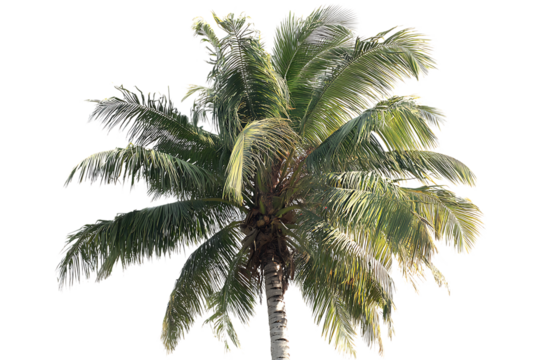 palm tree isolated on white