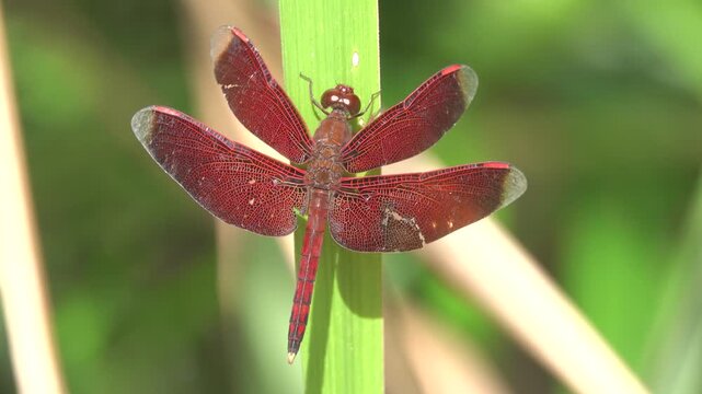 Red Dragonfly from Borneo Island, tropical rain forest. January