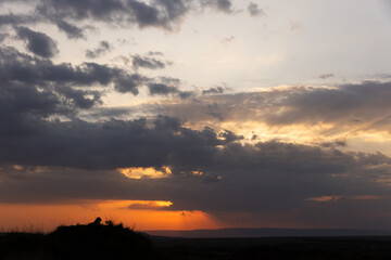 Silhouette of lion on a mound with splendid hue during sunset at Masai Mara, Kenya