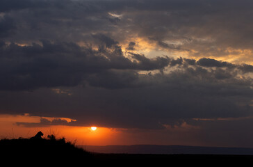 Silhouette of lion and dramtic hue and cloud during sunset at Masai Mara, Kenya