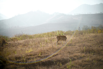Fototapeta premium beautiful view of cows on dry grass under the mountain with sunlight