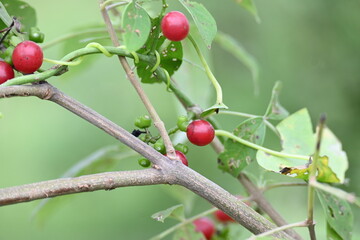 Ripe fruits of Tinospora cordifolia. Its common names Giloy, Guduchi and 
 heart leaved moonseed. It has been used in Ayurveda in an attempt to treat various disorders. Red berries in vine.

