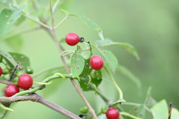 Ripe fruits of Tinospora cordifolia. Its common names Giloy, Guduchi and 
 heart leaved moonseed. It has been used in Ayurveda in an attempt to treat various disorders. Red berries in vine.
