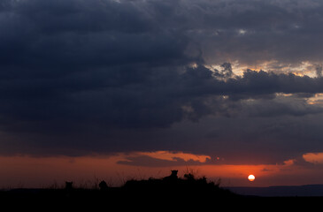Lions and dramatic sunset at Masai Mara, Kenya