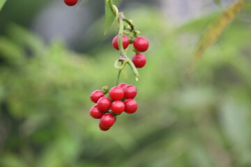 Ripe fruits of Tinospora cordifolia. Its common names Giloy, Guduchi and 
 heart leaved moonseed. It has been used in Ayurveda in an attempt to treat various disorders. Red berries in vine.
