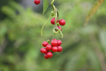 Ripe fruits of Tinospora cordifolia. Its common names Giloy, Guduchi and 
 heart leaved moonseed. It has been used in Ayurveda in an attempt to treat various disorders. Red berries in vine.
