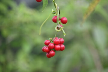 Ripe fruits of Tinospora cordifolia. Its common names Giloy, Guduchi and 
 heart leaved moonseed. It has been used in Ayurveda in an attempt to treat various disorders. Red berries in vine.
