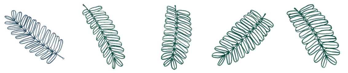 Botanical Fern Leaf PNG for Invitation, Eco Branding, and Background Art