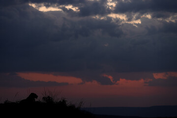 lion with splendid hue during sunset at Masai Mara, Kenya