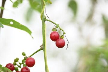 Ripe fruits of Tinospora cordifolia. Its common names Giloy, Guduchi and 
 heart leaved moonseed. It has been used in Ayurveda in an attempt to treat various disorders. Red berries in vine.
