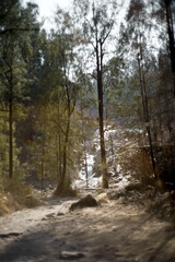Fototapeta premium path through the forest trees with flowing water