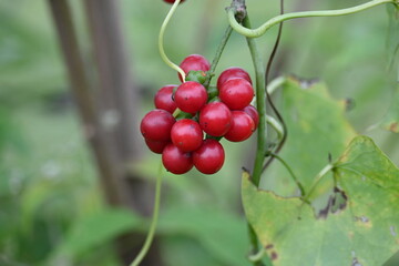 Ripe fruits of Tinospora cordifolia. Its common names Giloy, Guduchi and 
 heart leaved moonseed. It has been used in Ayurveda in an attempt to treat various disorders. Red berries in vine.

