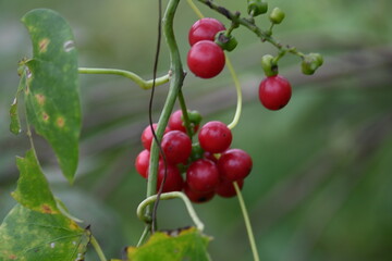 Ripe fruits of Tinospora cordifolia. Its common names Giloy, Guduchi and 
 heart leaved moonseed. It has been used in Ayurveda in an attempt to treat various disorders. Red berries in vine.
