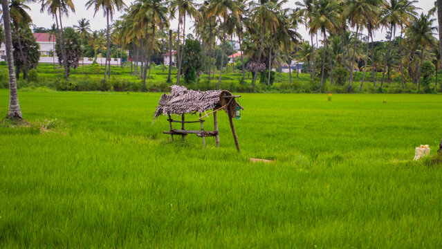 Scenic view of a traditional thatched hut in lush green paddy fields during early morning at Kollengode village, Kerala, India. Rustic farmer&rsquo;s resting place surrounded by palm trees in a serene place
