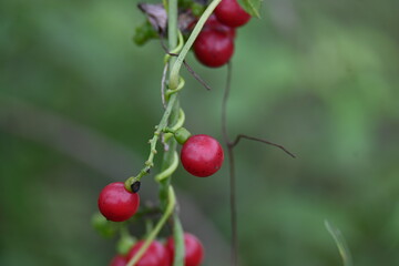 Ripe fruits of Tinospora cordifolia. Its common names Giloy, Guduchi and 
 heart leaved moonseed. It has been used in Ayurveda in an attempt to treat various disorders. Red berries in vine.
