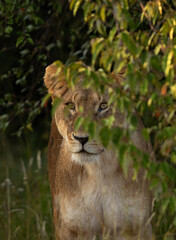 Lion in the bushes at Masai Mara, Kenya