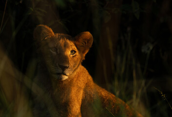 Lion cub in the golden light at Masai Mara, Kenya