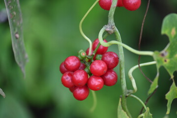 Ripe fruits of Tinospora cordifolia. Its common names Giloy, Guduchi and 
 heart leaved moonseed. It has been used in Ayurveda in an attempt to treat various disorders. Red berries in vine.
