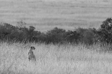 Cheetah at Masai Mara grassland, Kenya