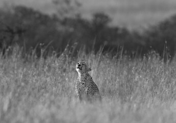 A cheetah in the Savanah grassland at Masai mara, Kenya