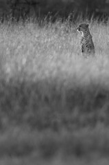 A cheetah in the grassland on Masai mara, K