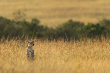 A cheetah in the Savanah grassland at Masai mara, Kenya