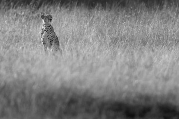 A cheetah at Masai Mara grassland, Kenya