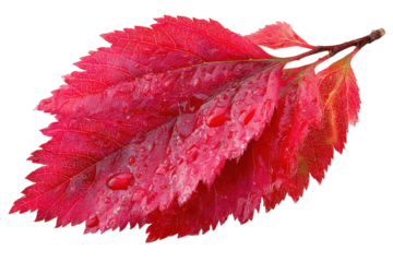 Vibrant red autumn leaves with water droplets close up view on transparent background