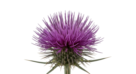 Vibrant purple thistle bloom showcases delicate petals and spiky green leaves, perfect for nature and botanical projects isolated on white background