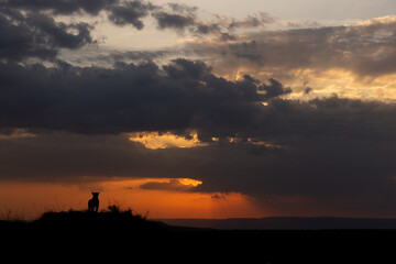 Silhouette of lion with dense cloud during dramatic sunset at Masai Mara, Kenya