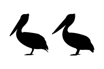 Silhouette of pelican bird waterfowl