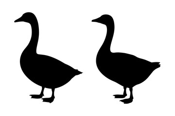 goose bird domestic farm animal silhouette 