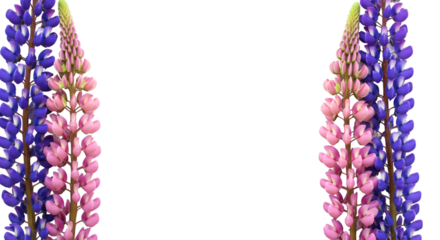 Stunning lupine flowers in vibrant pink and purple hues, perfect for adding natural beauty to your designs, ideal for elegant projects. isolated on white background