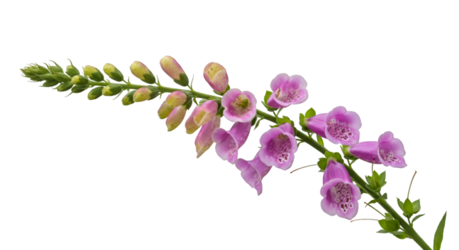 Elegant foxglove flowers in full bloom, showcasing delicate pink petals and vibrant green foliage, perfect for spring and floral designs. isolated on white background - Powered by Adobe