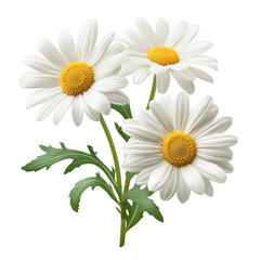 Three White Daisies With Green Leaves Isolated daisy flower isolated on a transparent background
