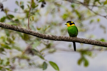 Long tailed broad billed perching on a tree branch in natural habitat
