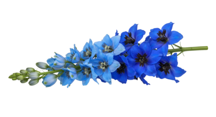 blue hyacinth isolated on white