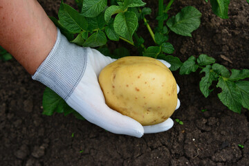 Harvested potato in woman's hand in white gardening glove
