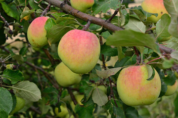 Apples on a tree branch with green leaves harvesting fruit