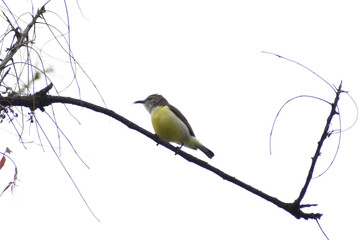 blue tit on branch